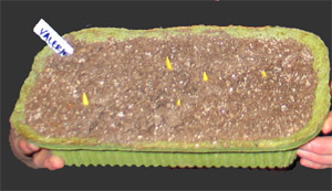 Muscari being forced for sale in a decorative pan. (Photo courtesy of Laurie Hodges)