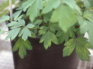 Symptoms appear on the older leaves first (photo courtesy of Ingrid Mallberg)