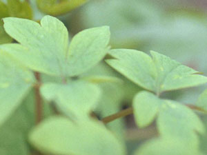 Subtle chlorosis on January 23  (photo courtesy of Ingrid Mallberg) 
