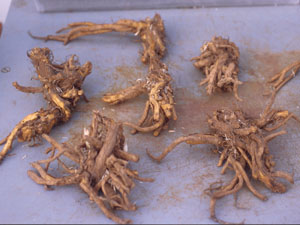 Dicentra crowns ready to be planted (photo courtesy of Ingrid Mallberg)