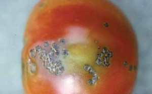 KennellyTomatoFruitDiseasesDisorders1