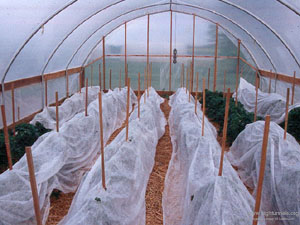 Single layer rowcovers cover staked tomatoes  