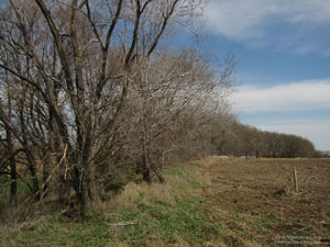 Stand of mature trees protect site from north wind.