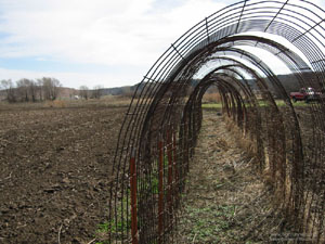 Existing Trellis for Vegetables