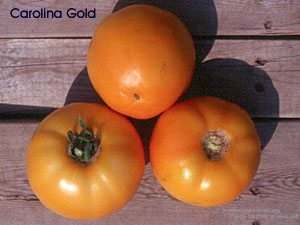 Tomato-Cultivar-Carolina-Gold-LJ