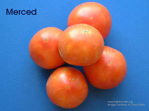 Tomato-Cultivar-Merced-CM