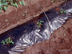 Young Tomato transplants in black plastic with wire hoops in place to support rowcovers.