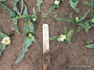 Tulip 'Diana' petals are thickened and distorted. (Photo courtesy of Laurie Hodges)