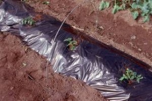 Figure 2. Raised bed with black plastic mulch (1 mil, embossed). Drip tape is placed under the plastic mulch.
