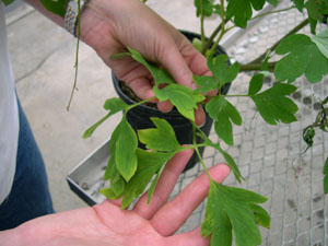 Maria inspects the leaves of the dicentra crop. (photo courtesy of Marci Spaw)