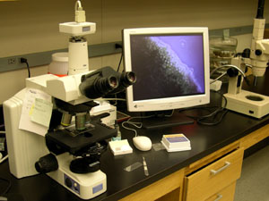 No indication of root rot pathogens was observed.  (photo courtesy of Marci Spaw)