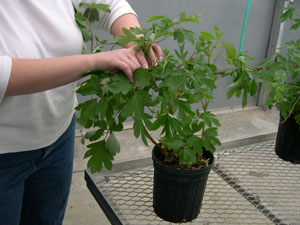 Sampling the youngest fully-expanded leaf. (photo courtesy of Marci Spaw)