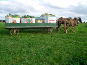 WagonLoadWatermelonsHomervilleOhioAuction