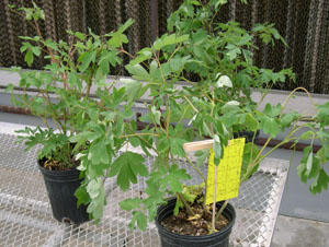 Yellow sticky card in production space. (photo courtesy of Marci Spaw) 