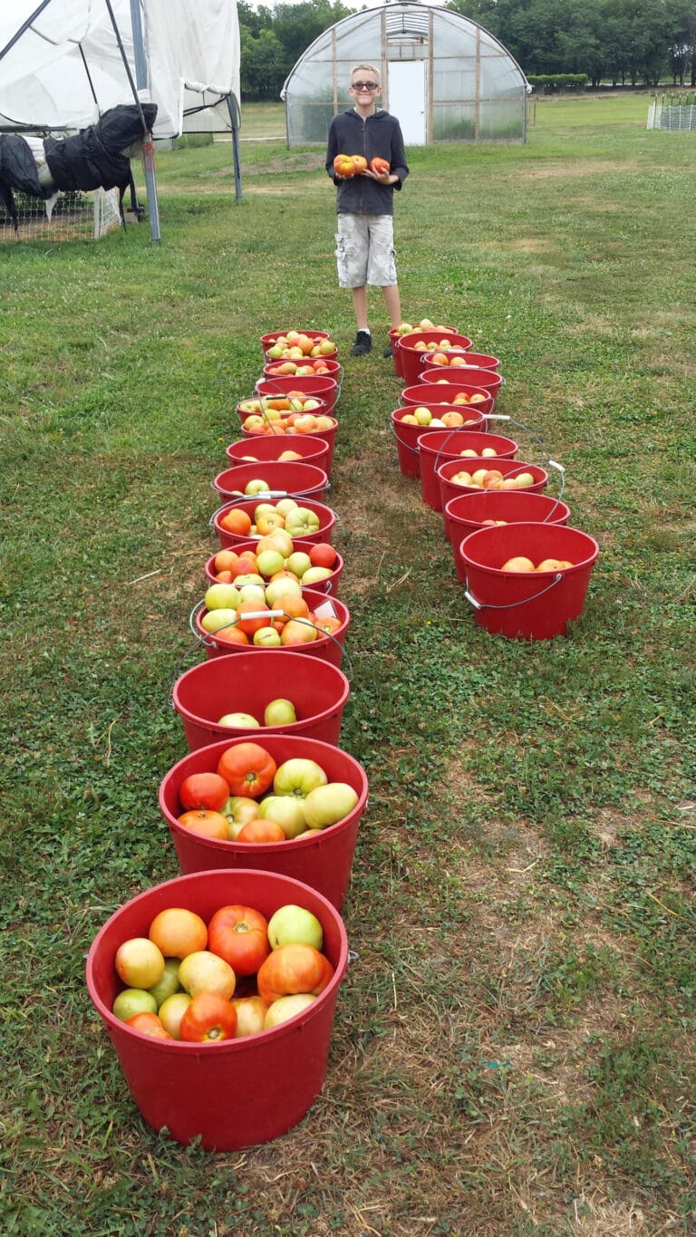 2014 Evaluation of Determinate Tomato Varieties in High Tunnel Production in Kansas