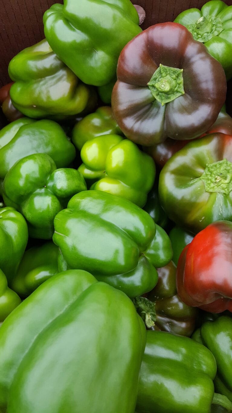 2016 Evaluation of Hybrid Bell Pepper Varieties for High Tunnel Production in Kansas