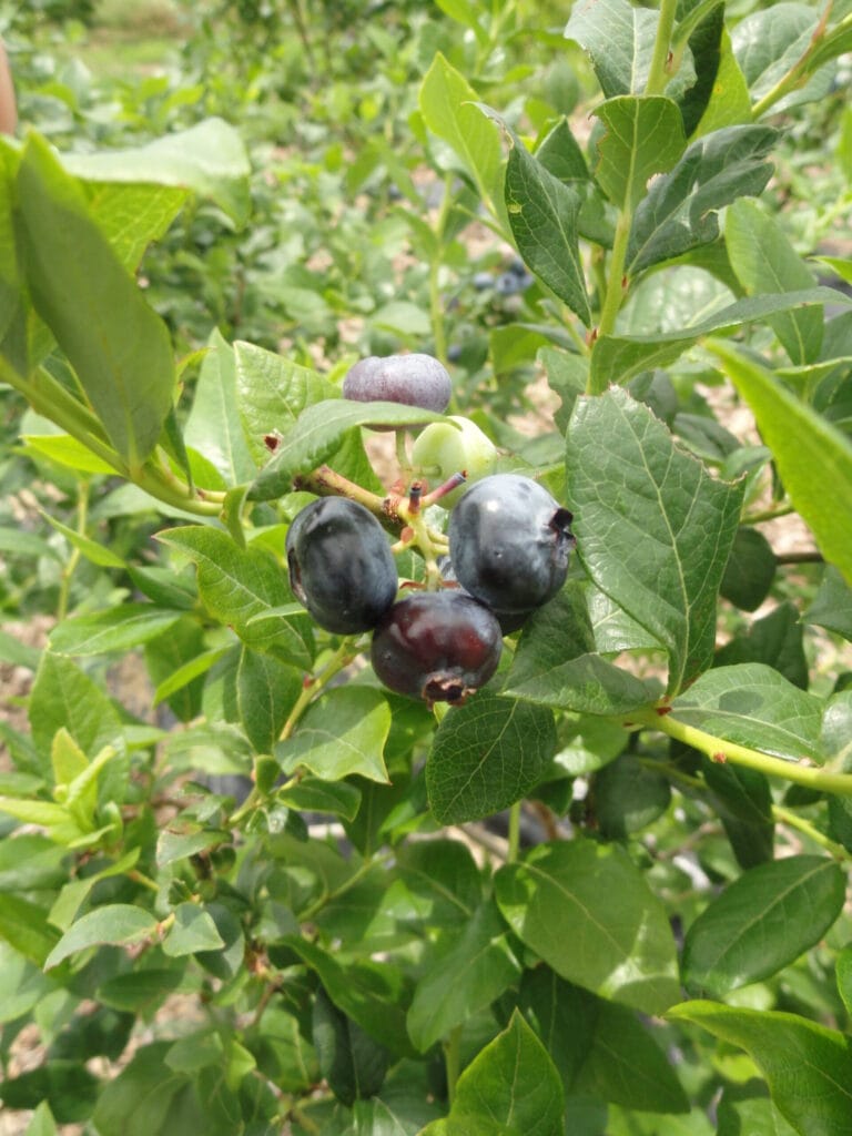 Blueberry Pruning and Rejuvenation