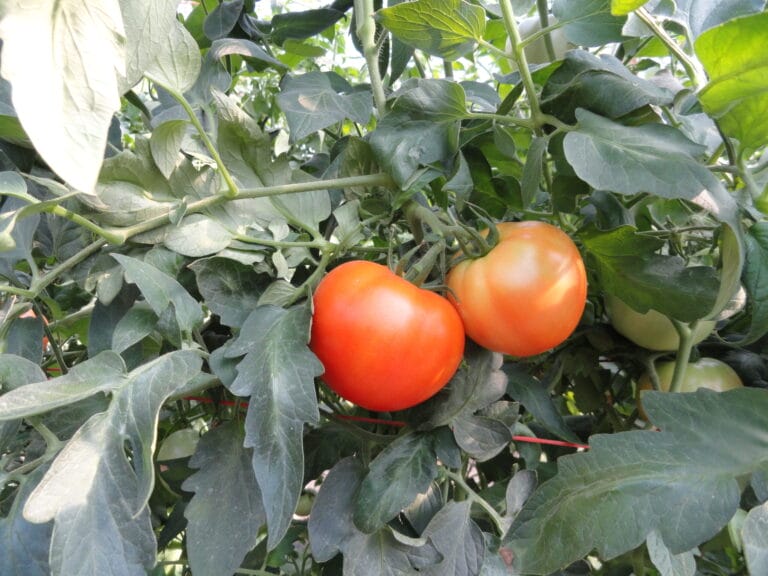 Report, High Tunnel Fresh Market Slicer Tomato Variety Trial 2011