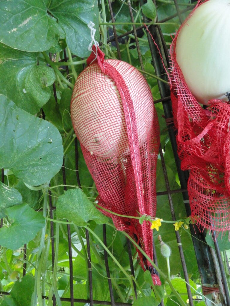 Galia Muskmelons: A Potentially Profitable Early-Season Crop for High Tunnels in the Central Great Plains
