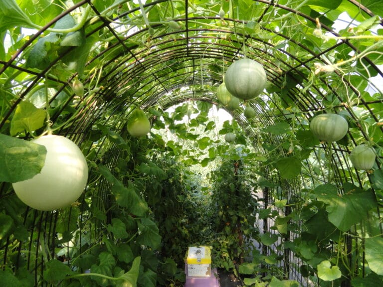 High Tunnel Cantaloupe and Specialty Melon Cultivar Evaluation