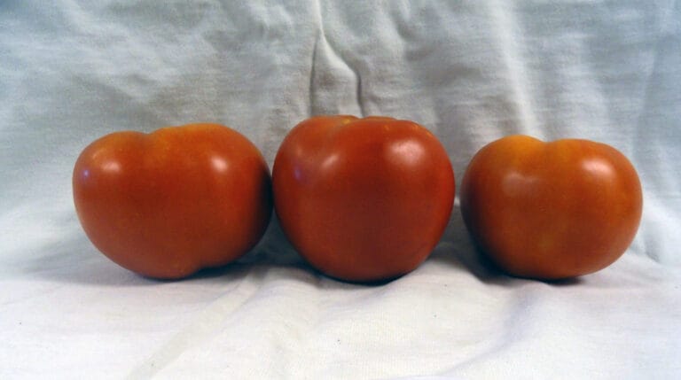2015 Evaluation of Determinate Tomato Varieties for High Tunnel Production in Kansas