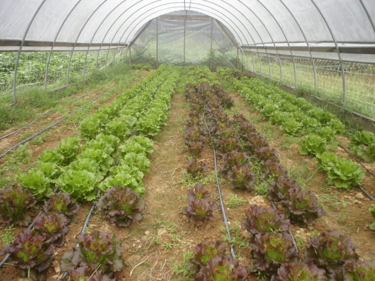 What is Organic Farming?