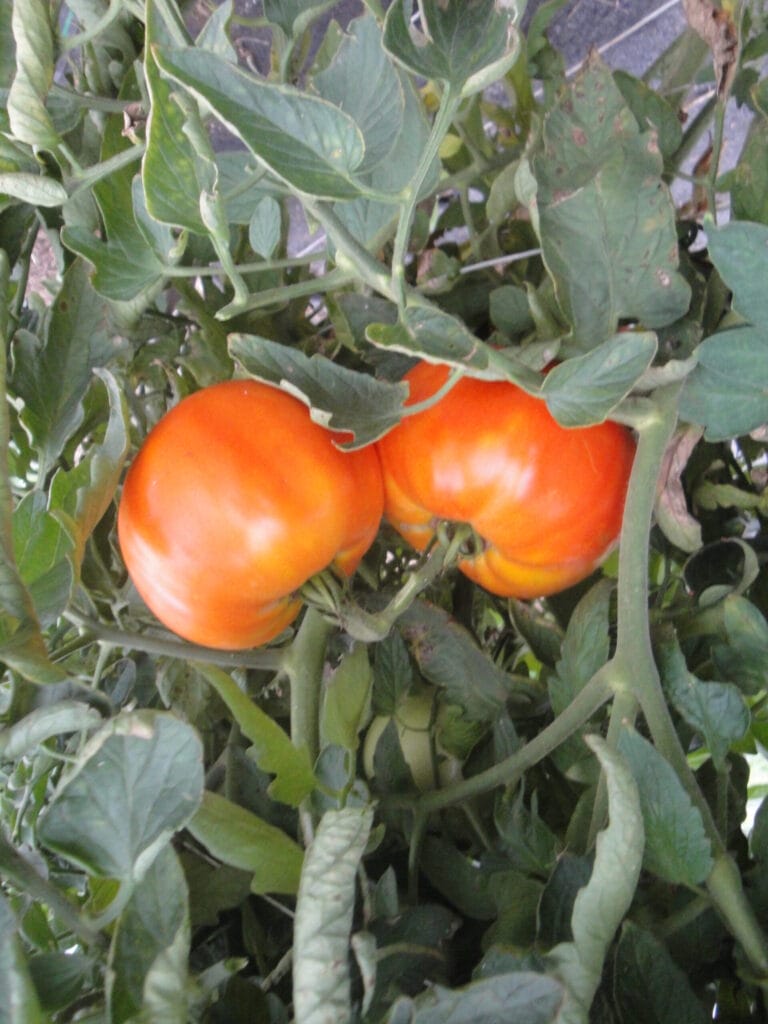 2016 Evaluation of Determinate Tomato Varieties for High Tunnel Production in Kansas
