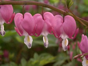 Case Study: Bleeding Hearts Turn Yellow
