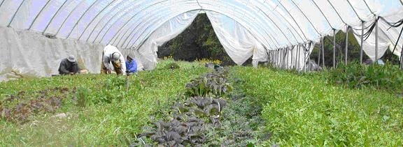 Incorporating High Tunnels into a Diversified Organic Vegetable Farm in Oregon: Case Study of Gathering Together Farm