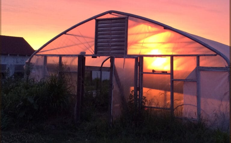 Growing Under Cover: A Guide to Polytunnel Options for Kansas Growers