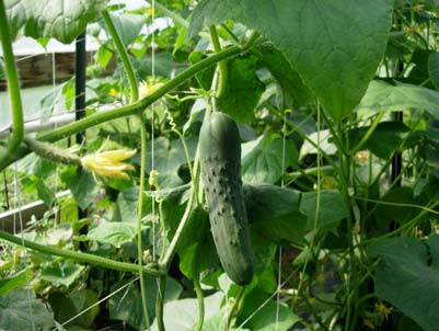 Growing Cucumbers within a High Tunnel