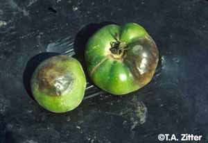 In High Tunnels, Diseases Are What You Make Them