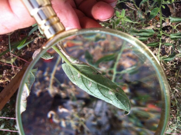 Organic Plant Disease Management: the Environment