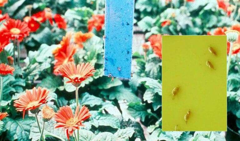 Managing & Controlling Whiteflies , Aphids & Thrips in High Tunnels