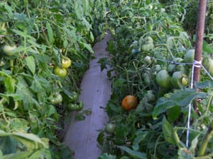 Convection Tube Heating at Ground Level