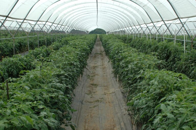 Production of Tomatoes within a High Tunnel