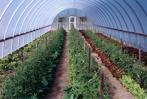 Weed Management Strategies for Organic Tomato, Pepper, and Eggplant in the Southern United States