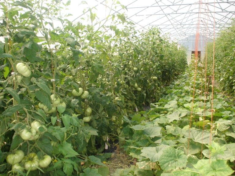 Organic Vegetable Production: Farm Case Studies, Systems Descriptions, and Farmer Interviews