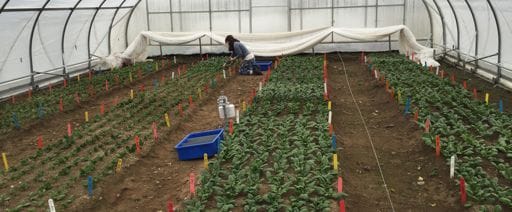 Winter Spinach Production in High Tunnels, 2014 – 2016