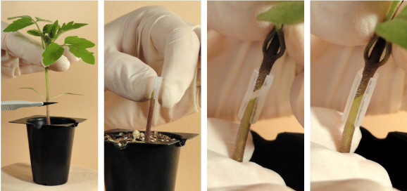 Tomato Grafting for Disease Resistance and Increased Productivity