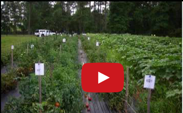 Grafting Tomatoes for Organic Open Field and High Tunnel Production Webinar