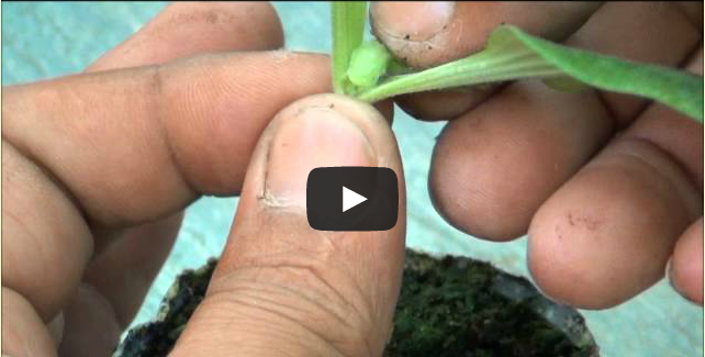 How to Graft Cucurbits