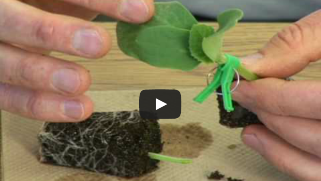 Single Cotyledon Grafting