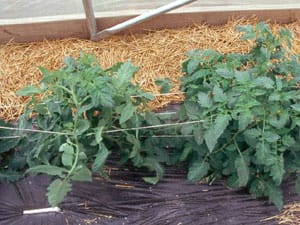 Evaluating Suitable Tomato Cultivars for Early Season High Tunnel Production in the Central Great Plains