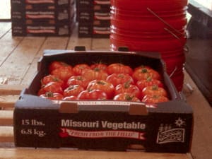 Tomato Cost-Return Projection for 1000 square foot High Tunnel