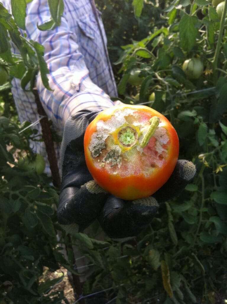 Pest Control Options for Greenhouses, Hoop Houses and High Tunnels