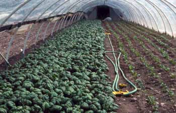 The early birds get the returns