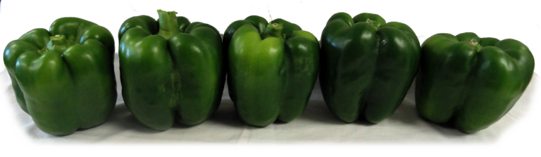 2015 Evaluation of Hybrid Bell Pepper Varieties for High Tunnel Production in Kansas