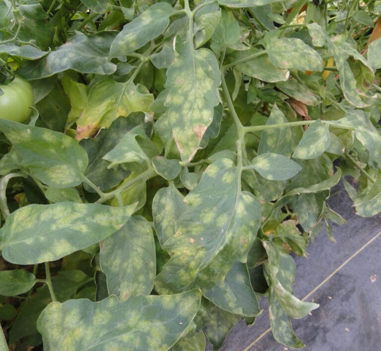 Organic Vegetable Production Systems, Disease Management in Organic Farming Systems