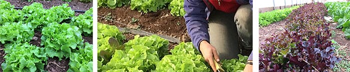 Ultra-Niche Crops Series: High Tunnel Winter Lettuce